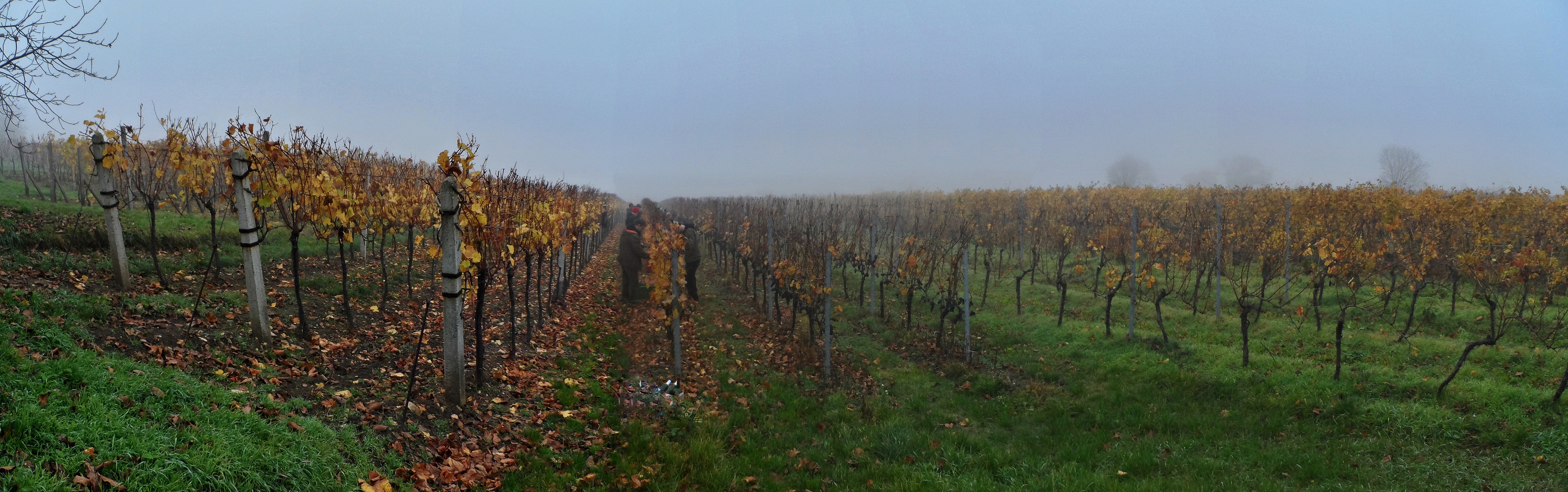 SAM_2838_panorama