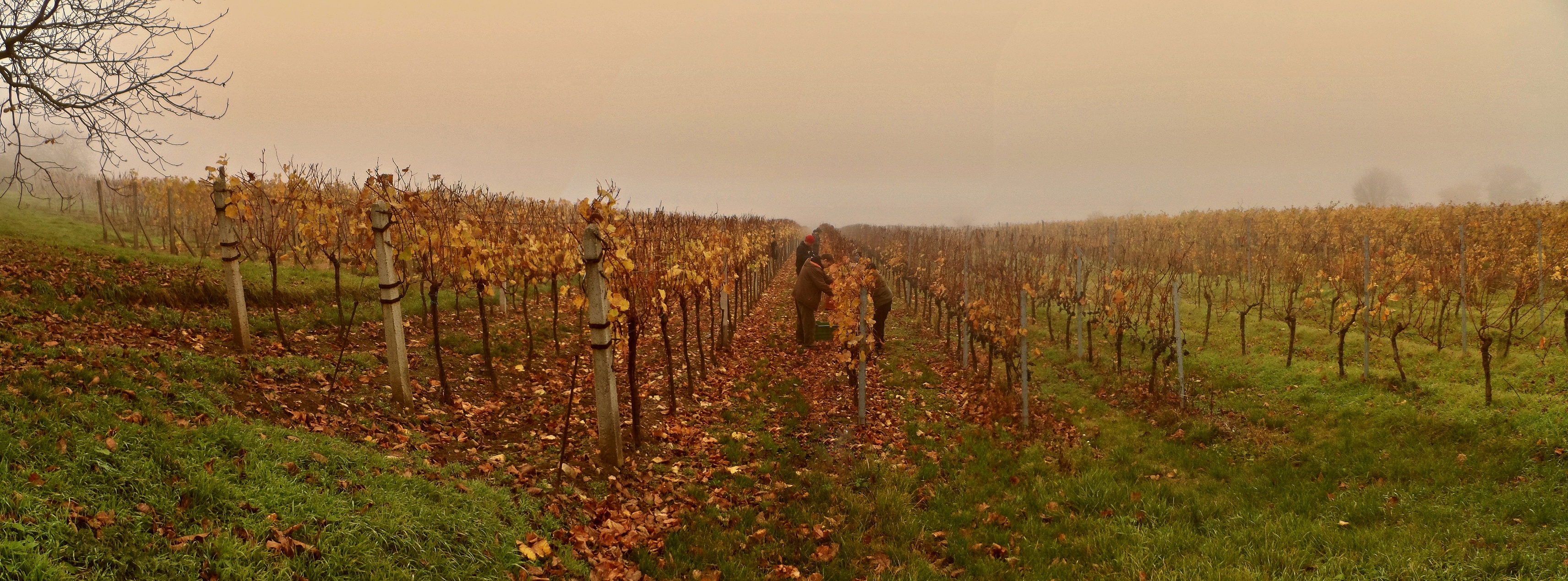 SAM_2841_panorama